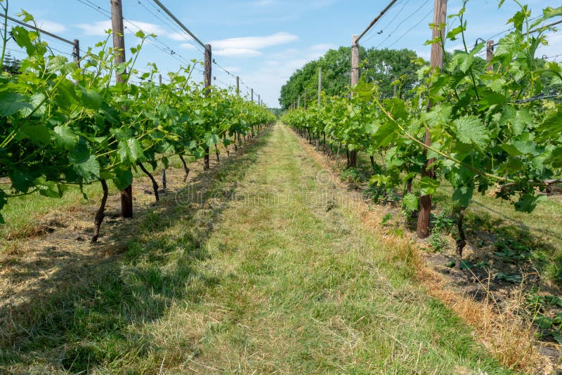 Vineyard in Netherlands, Production of Tasty White and Rose Wine Stock