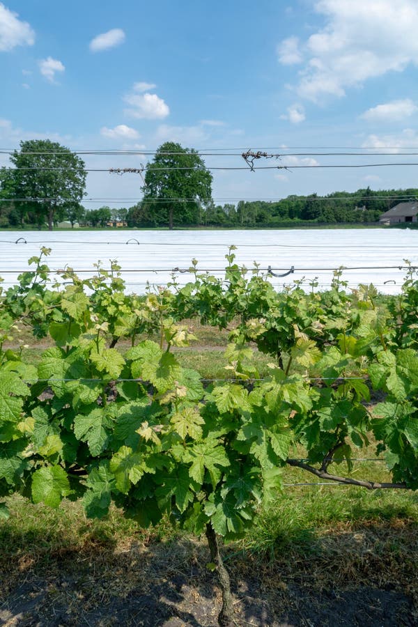 Vineyard in Netherlands, Production of Tasty White and Rose Wine Stock