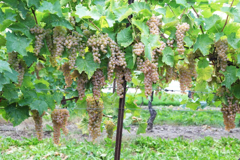 Vineyard in Niagara-on-the-lake, Ontario, Canada
