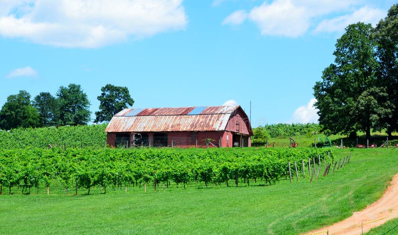 Vineyard in north Georgia, USA