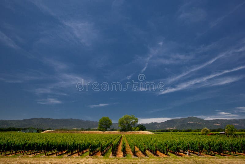 Vineyard Panorama