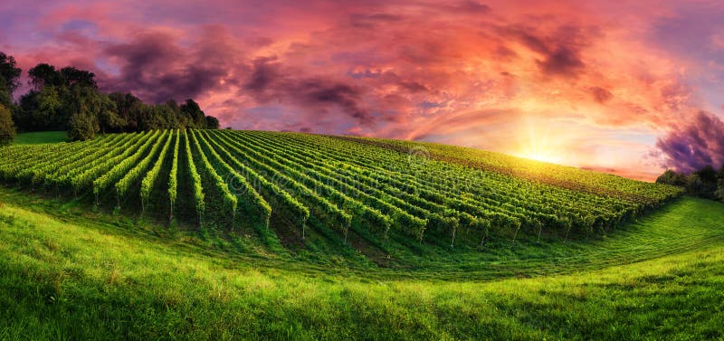 Vineyard panorama at magnificent sunset stock images Vineyard panorama at magnificent sunset stock images
