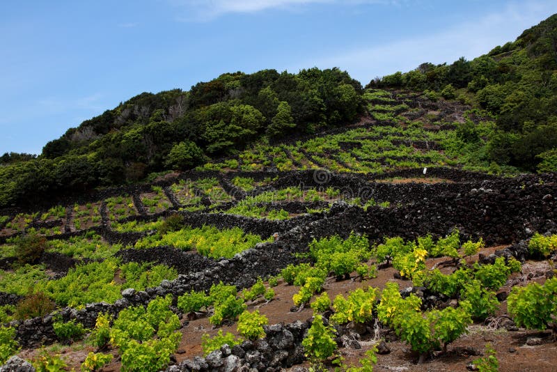 Winery on vineyard in Pico, Azores