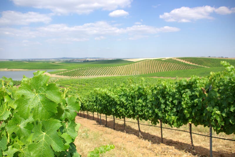 Vineyard at Portugal