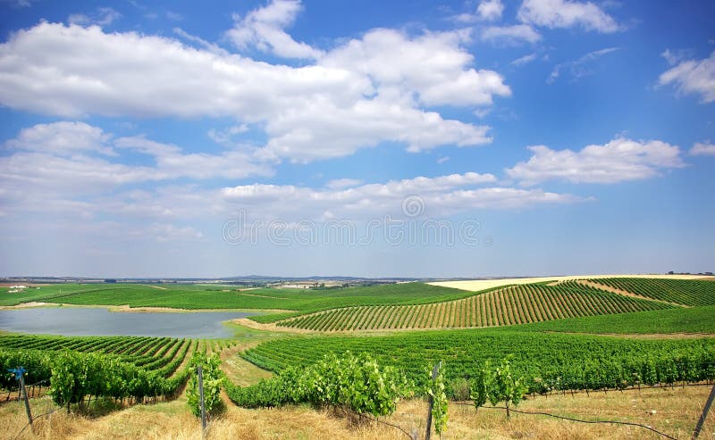 Vineyard at Portugal