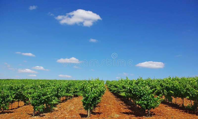 Vineyard at Portugal.