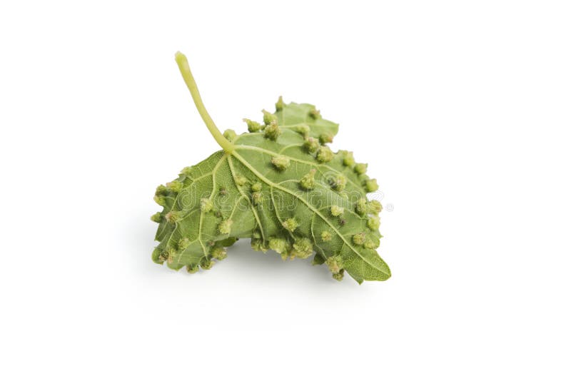 Vineyard problem, Eriophyes colomerus vitis royalty free stock image Vineyard problem, Eriophyes colomerus vitis royalty free stock image
