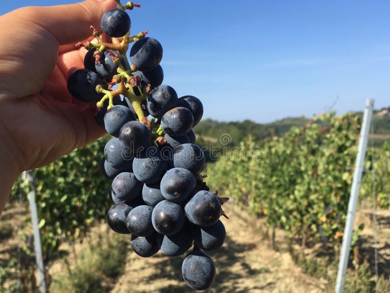 Grapes in Tuscany vineyard stock image. Image of vines 3502245