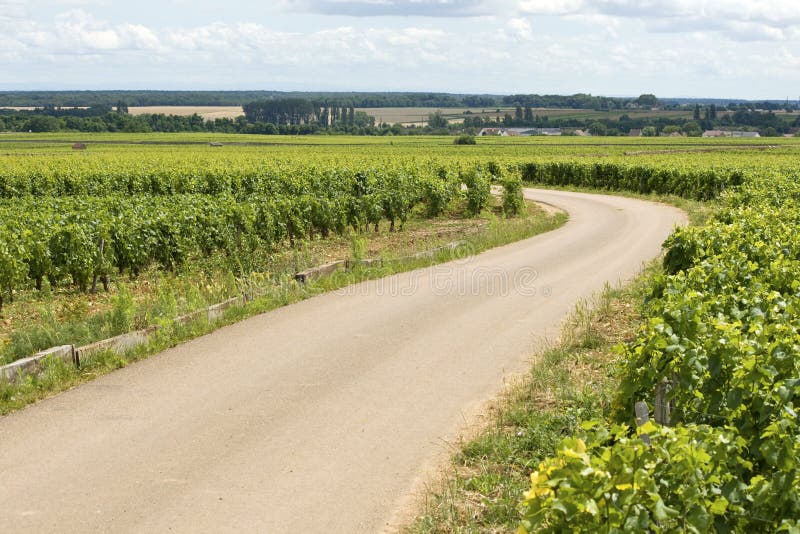 Vineyard, road in Bourgogne, Burgundy.