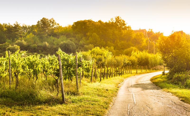 Vineyard by the road, country landscape - agriculture