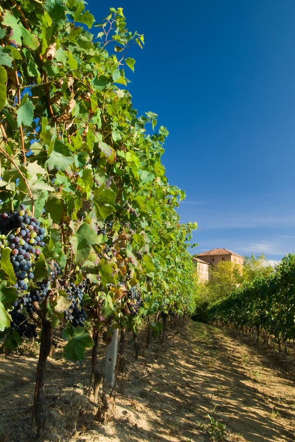 Barbera vineyard rows in Piemonte, Italy