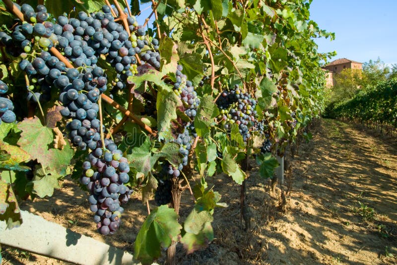 Barbera vineyard rows in Piemonte, Italy