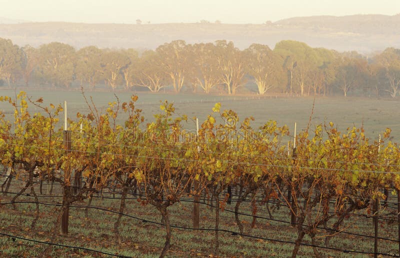 Vineyard in Rural Landscape Victoria Australia Stock Photo Image of