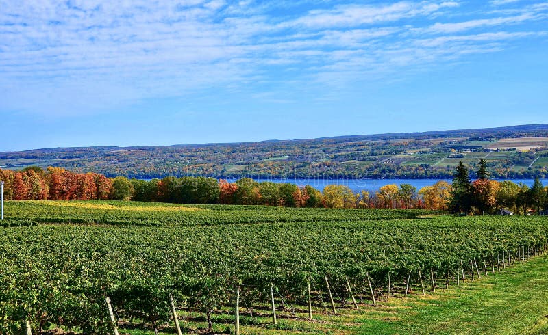 Vineyard on Seneca Lake, New York