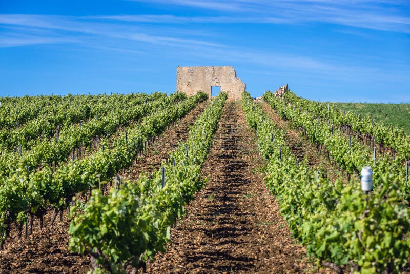 Vineyard on Sicily Island