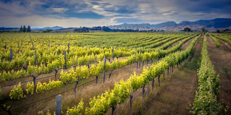 New Zealand South Island Marlborough, vines at Cloudy Bay Vineyards Stock  Photo - Alamy