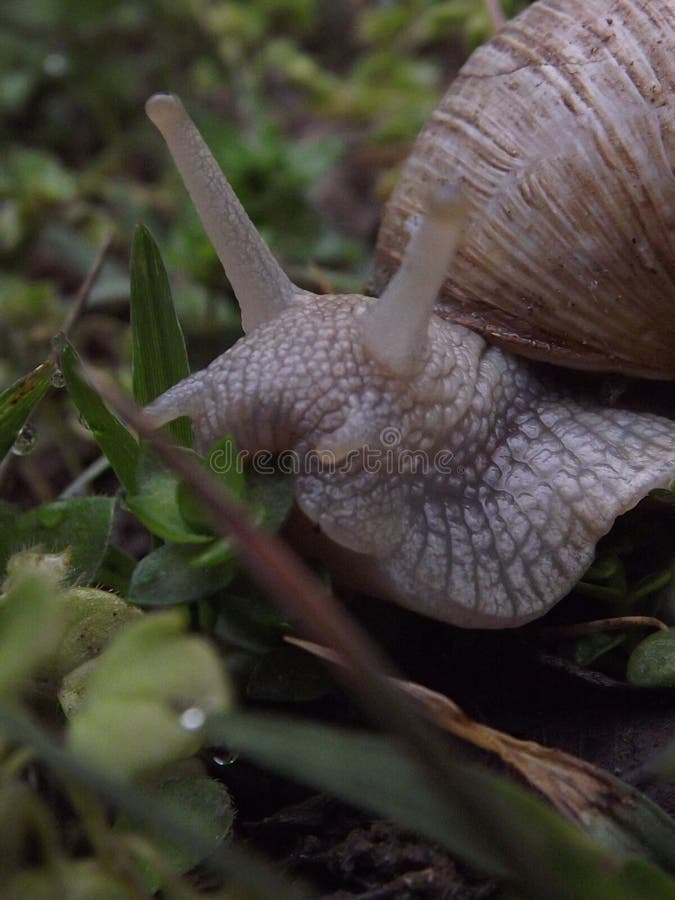 Vineyard Snail in the Forest Stock Image Image of wild, shell 149826225
