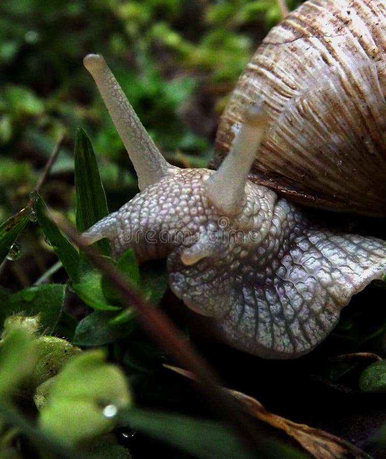 Vineyard Snail in the Forest Stock Image Image of wild, shell 149826225