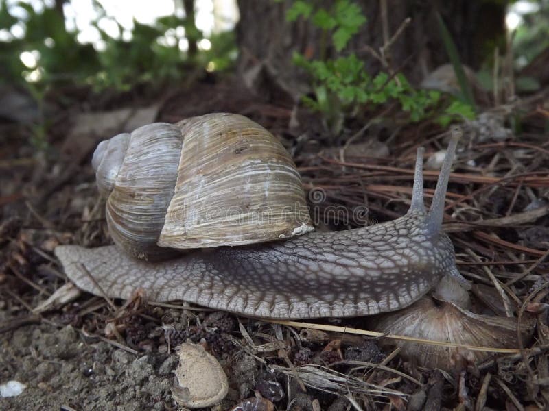 Vineyard Snail in Its Natural Environment Stock Photo Image of close