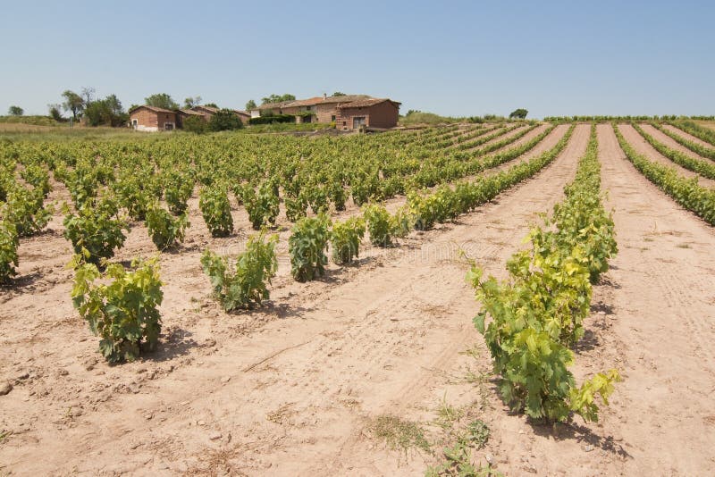 Vineyard in spain stock photo. Image of plant, rioja 12475004