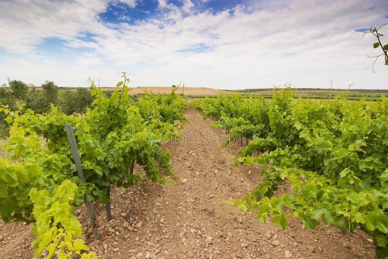 Vineyard in spain stock image. Image of duero, viniculture 12131099