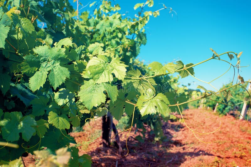 Vineyard in sunny day