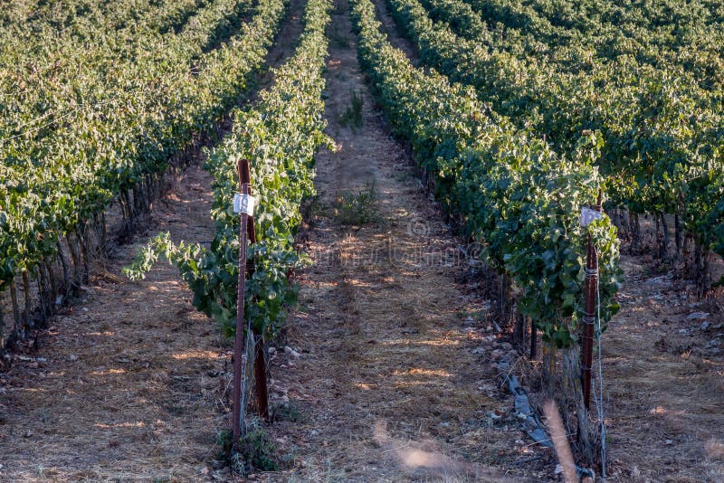 Vineyard on a sunny day