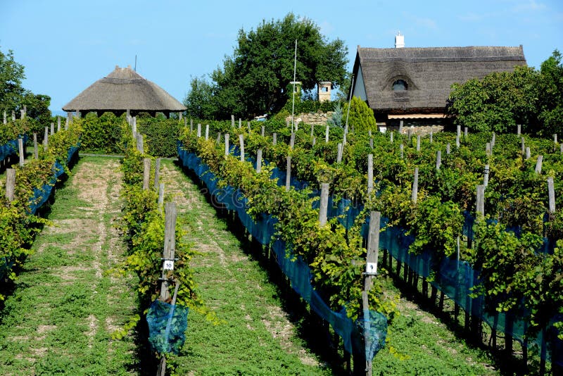 Vineyard on a sunny summer day at Balaton royalty free stock photos Vineyard on a sunny summer day at Balaton royalty free stock photos