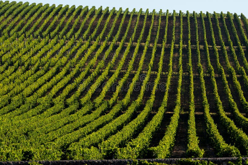 Vineyards Of Saint Emilion, Bordeaux Vineyards Stock Photo Image of