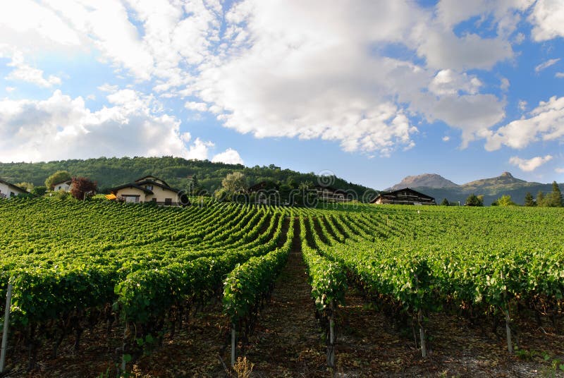 Vineyard in Switzerland