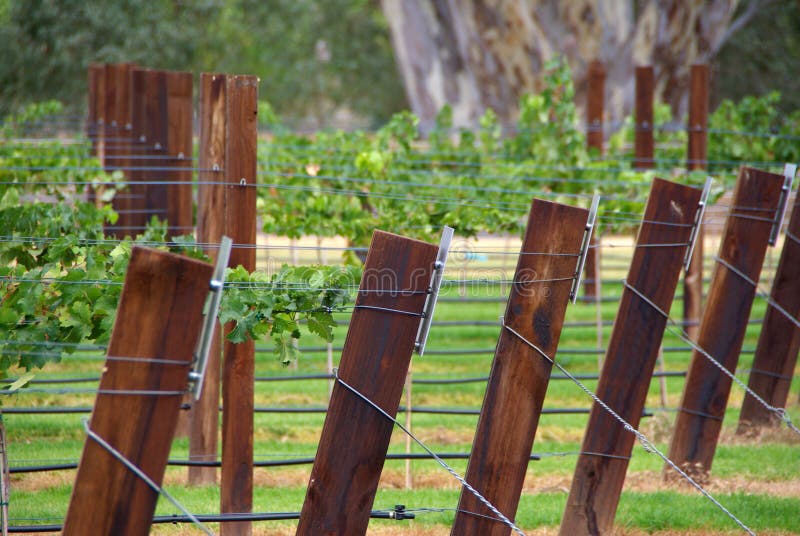 Vineyard Trellis royalty free stock image Vineyard Trellis royalty free stock image