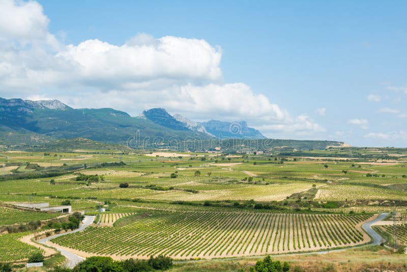 Vineyard, La Rioja (Spain) stock image. Image of mediterranean - 21930999
