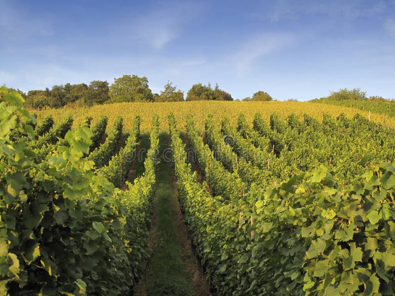 Vineyard Weil am Rhein Germany