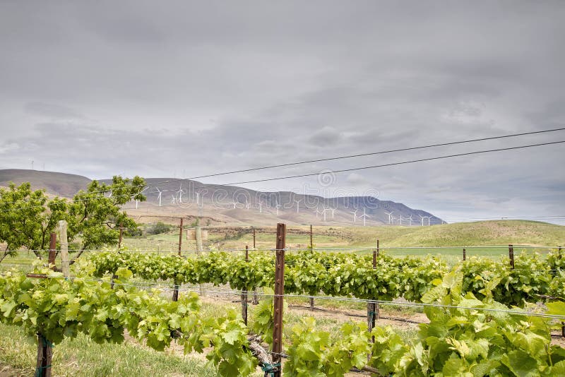 Vineyard with Wind Turbine Farm