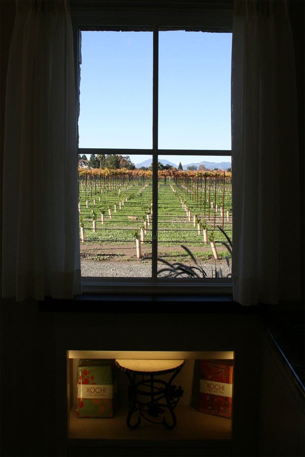 Vineyard from a window