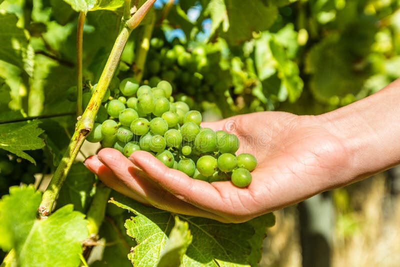 Vineyard wine grape harvest woman farming picking ripe fruits to make white wine. Closeup of hand holding bunch of green grapes on