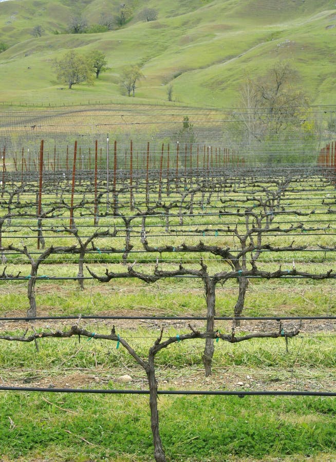 Autumn Vineyard stock image. Image of food, leaves, lifestyle 5403075