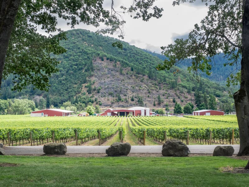 Vineyard and Winery in Rural Area Stock Image Image of vegetation