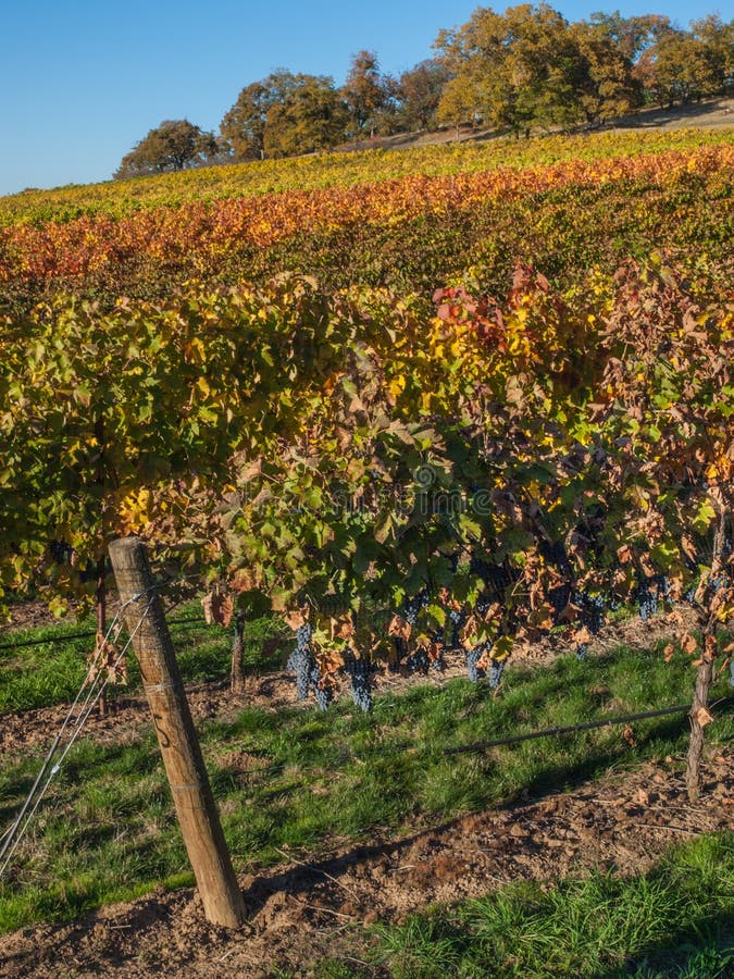 Vineyard and Winery in Rural Area Stock Photo Image of wine, grapes