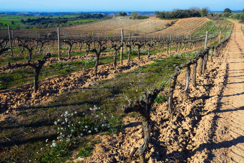 Vineyard winter landscape stock photos Vineyard winter landscape stock photos