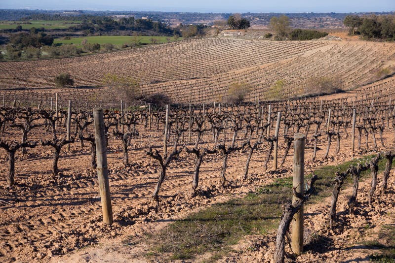 Vineyard winter landscape stock images Vineyard winter landscape stock images