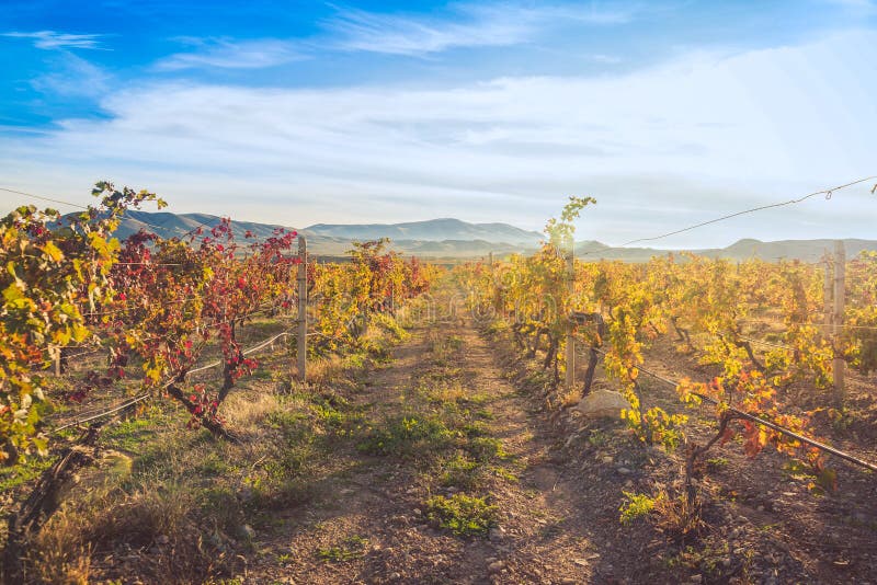 Vineyard with yellow-red leaves in autumn at sunset royalty free stock images Vineyard with yellow-red leaves in autumn at sunset royalty free stock images