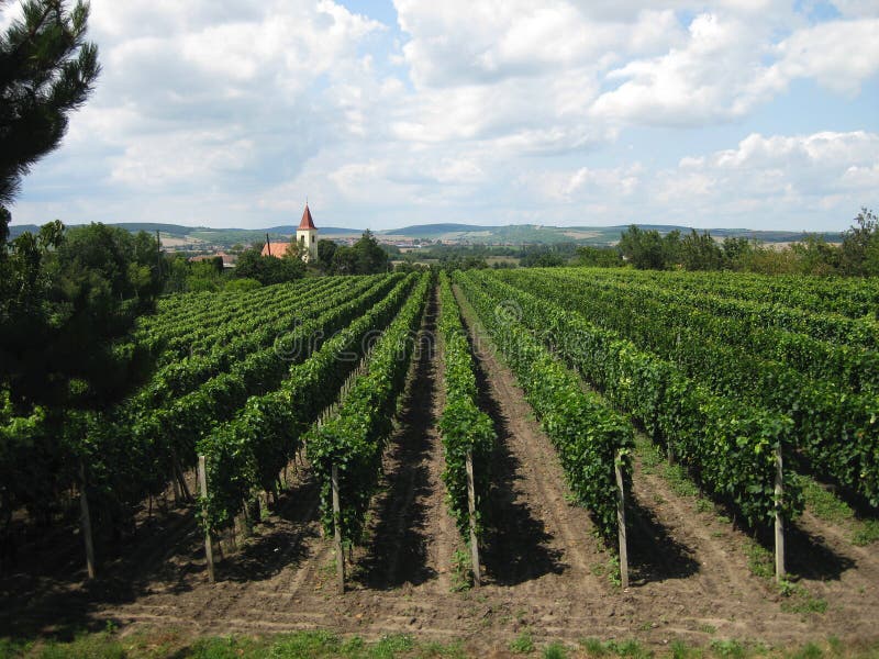 Vineyards