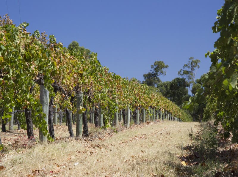 Vineyards