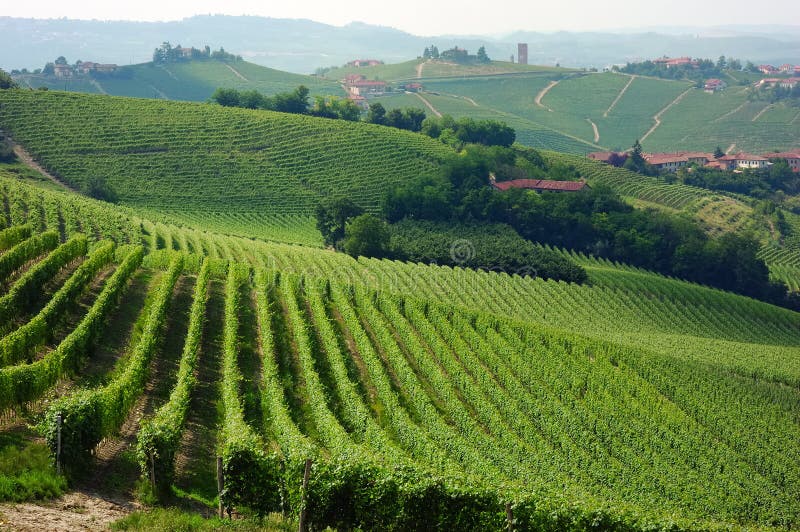 Vineyards panorama, Barbaresco hills, piemonte, Italy