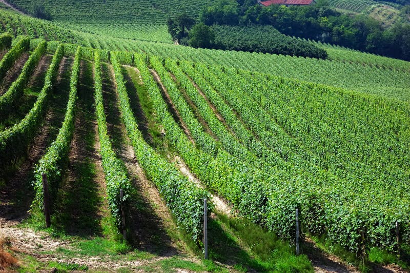 Vineyards panorama, Barbaresco hills, piemonte, Italy