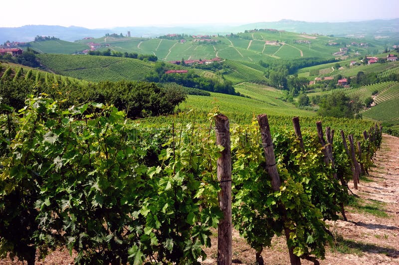 Vineyards panorama, Barbaresco hills, piemonte, Italy