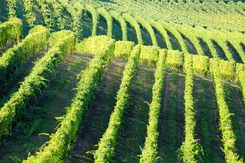 Vineyards panorama, Barbaresco hills, piemonte, Italy