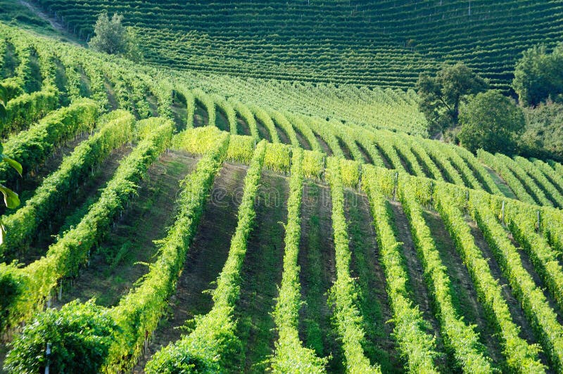 Vineyards panorama, Barbaresco hills, piemonte, Italy