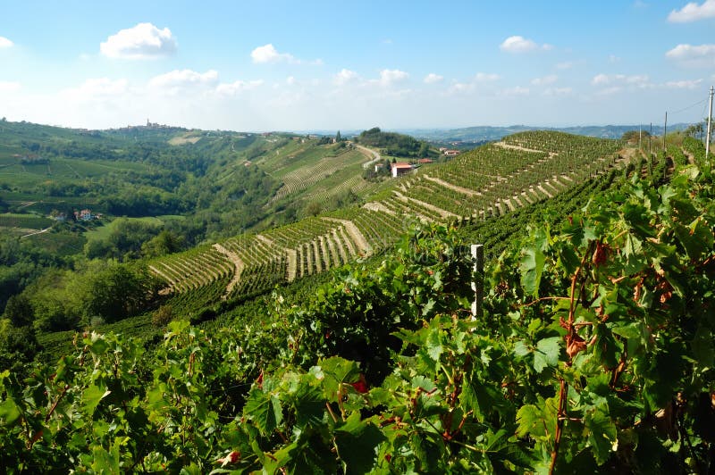 Vineyards panorama, Barbaresco hills, piemonte, Italy